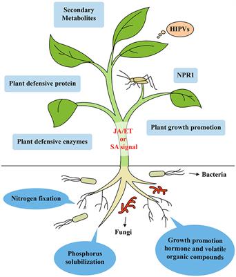 Induction of Systemic Resistance against Insect Herbivores in Plants by Beneficial Soil Microbes